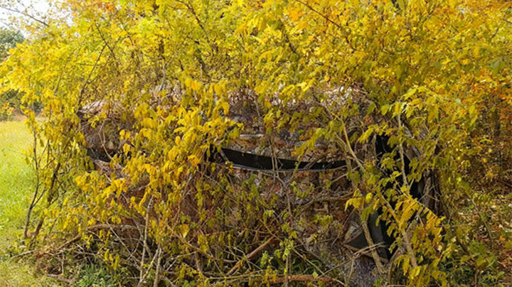 Early vs Late Season Blind Tactics for Smarter Deer Hunting