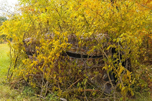 Early vs Late Season Blind Tactics for Smarter Deer Hunting